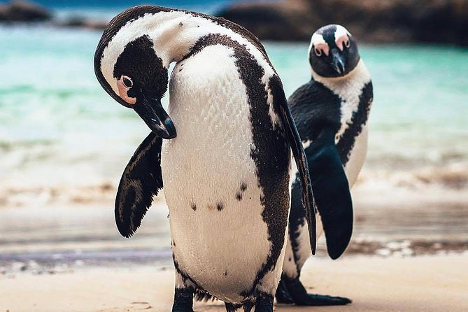 7-day Cape Town, Winelands, Garden Route and Addo National Park - Indulging in Winelands Delights