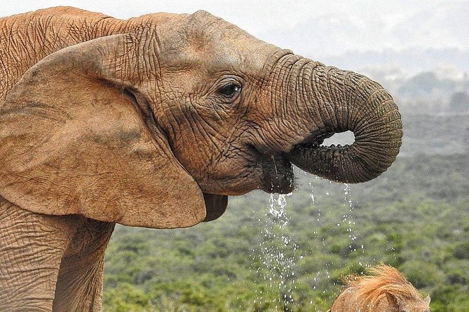 7-day Cape Town, Winelands, Garden Route and Addo National Park - Encountering Addos Wildlife