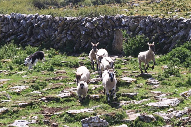 7 Day Emerald Explorer Small Group of Tour of Ireland - Important Information