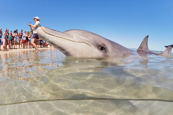 7-Day Exmouth Explorer via Pinnacles Monkey Mia Ningaloo Reef Returning to Perth - Accommodation and Meals