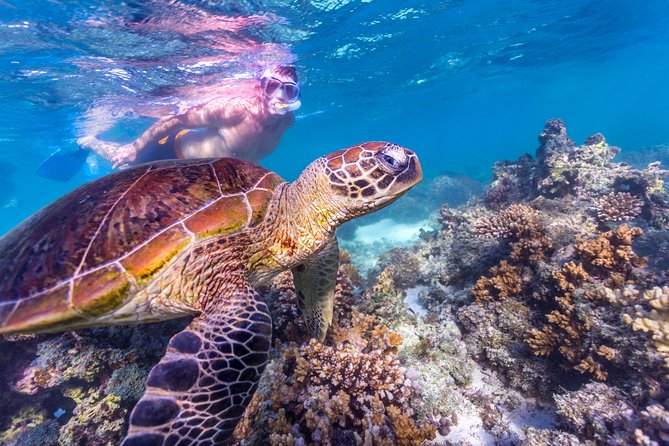 7-Day Exmouth Explorer via Pinnacles Monkey Mia Ningaloo Reef Returning to Perth - Booking Information