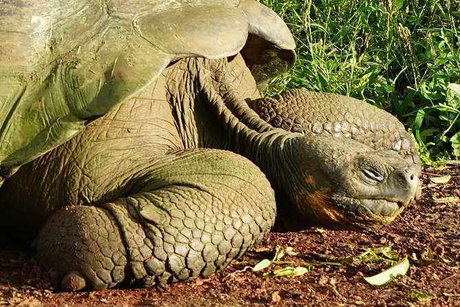 7-Day Galapagos Essentials - Itinerary Highlights