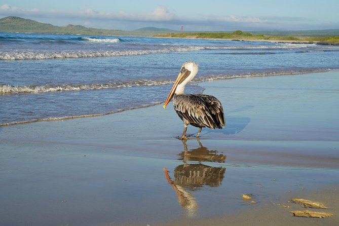 7-Day Galapagos Essentials - Snorkeling With Sea Lions