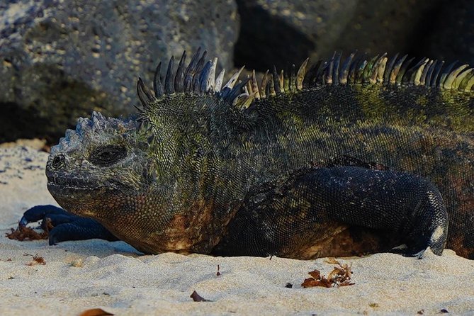 7-Day Galapagos Essentials - Observing Frigatebirds on Isla Lobos