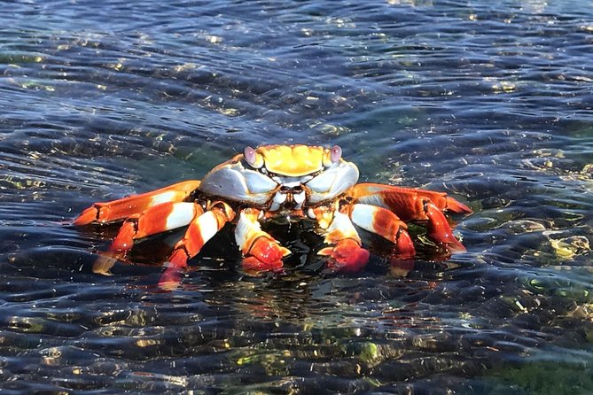 7-Day Galapagos Island Hopping Tour: Tortuga Bay, Tintoreras, Wildlife Watching - Departure and Important Considerations