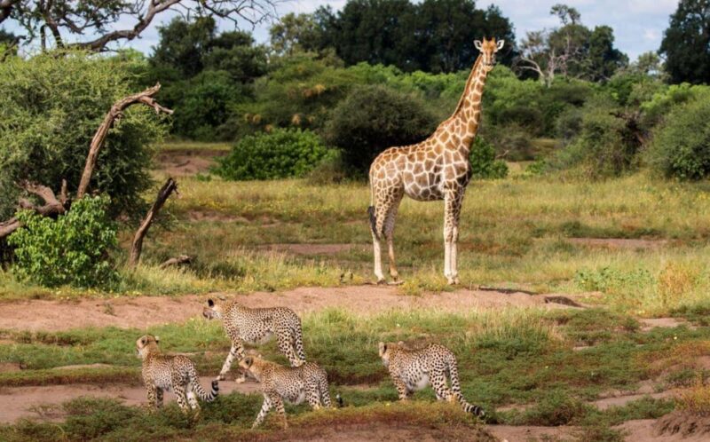 7 Day Garden Route & Addo Nat Park Tour Cape Town to Durban - Big 5 Game Drive in Addo