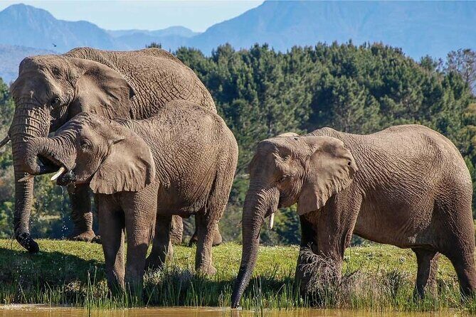 7-Day Garden Route Safari Adventure from Cape Town - Key Points