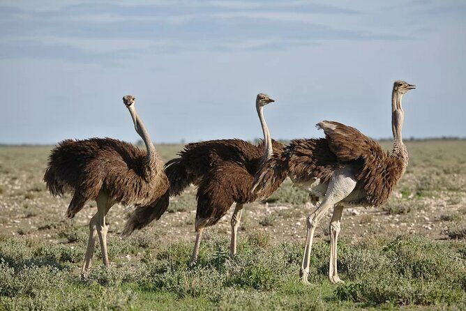 7-Day Garden Route Safari Adventure from Cape Town - A Practical Overview of the Tour Experience