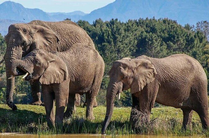 7-Day Garden Route Safari Adventure from Cape Town - Who Is This Tour Best For?