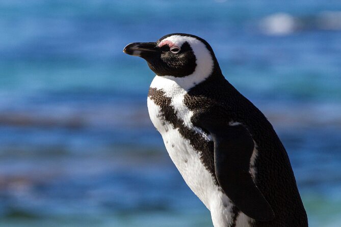 7 Day Garden Route to Addo, Cape Point and Winelands Combo Tour - Optional Activities