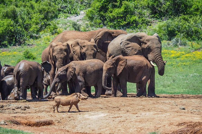 7 Day Garden Route to Addo, Cape Point and Winelands Combo Tour - Excluded From the Tour