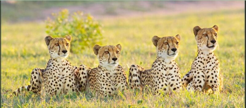 7 Day Garden Route Tour - CapeTown to Durban & Addo N Park - Sunset Cruise on Knysna Lagoon