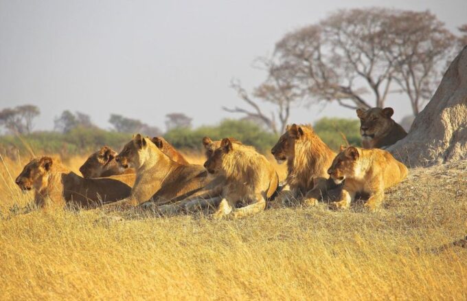 7 Day Garden Route Tour - CapeTown to Durban & Addo N Park - Surfing and Beach Walks in Jeffreys Bay