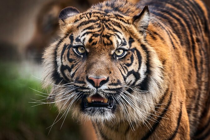 7 Day Golden Triangle Tour With Wildlife -Taj, Tigers, & Birds - Pricing