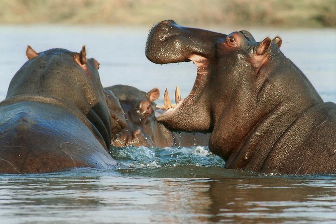 7 Day Grand Tanzania Safari - Meals and Dining