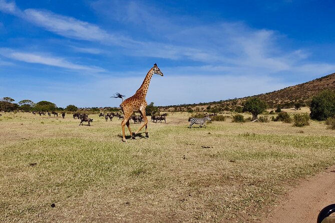 7 Day Grand Tanzania Safari - Pickup and Start Time