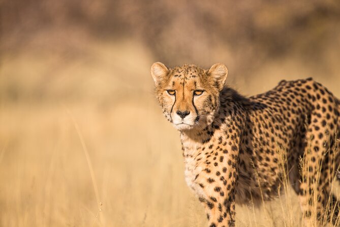 7 Day Grand Tanzania Safari - Cancellation Policy