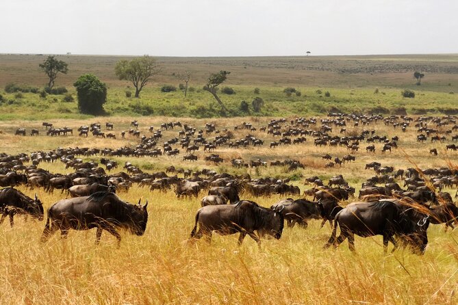 7 Day Grand Tanzania Safari - Booking and Pricing