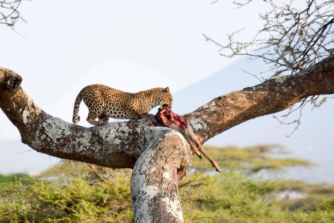 7-Day Great Migration Safari - What to Bring