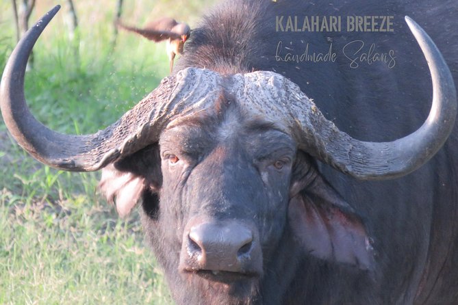 7 Day Highlights Of Botswana Overland Tour – ACCOMODATED (midrange) - Traveler Reviews