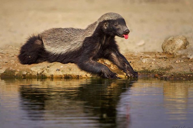 7 Day Joined Safari Serengeti,Ngorongoro,Manyara,Tarangire,Arusha National Park - Arusha National Park