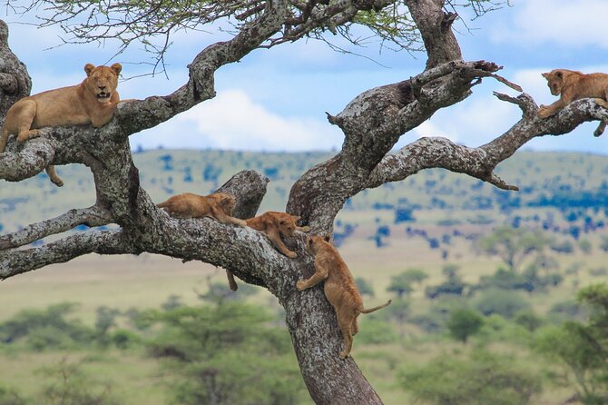 7-Day Kilimanjaro Climb Machame Route - Whats Included in Your Package