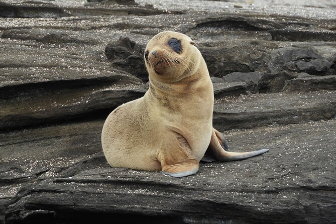 7-Day Luxury Safari Tour of the Galapagos Islands - Exclusions and Fees