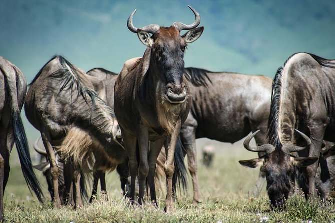 7-Day Maasai Mara, Lake Nakuru, Lake Naivasha and Amboseli Safari From Nairobi - Booking and Cancellation Policy