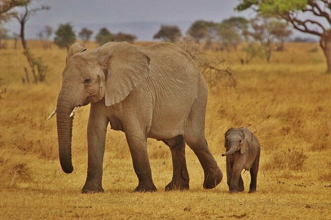 7-Day Magical Tanzania Safari -Premium High End Package - Itinerary Overview