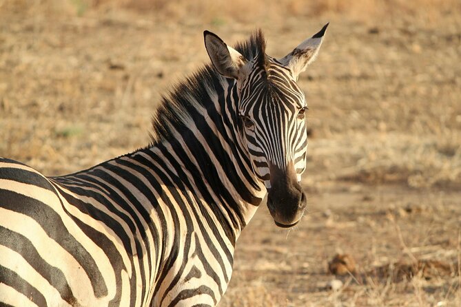 7-Day Magical Tanzania Safari -Premium High End Package - Transportation Arrangements