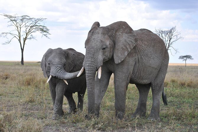 7-Day Magical Tanzania Safari -Premium High End Package - Contact Information