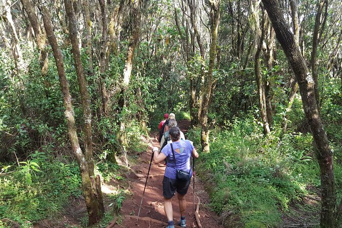 7-Day Mountain Climbing in Machame Route - Traveler Reviews