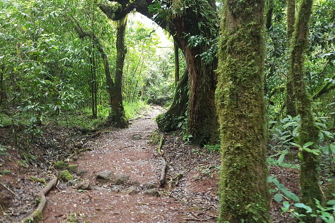 7-Day Mountain Climbing in Machame Route - Pickup and Accommodation
