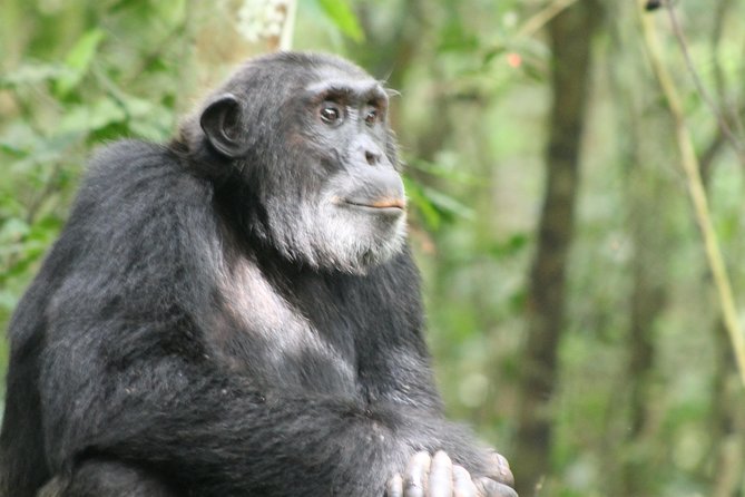 7-Day Murchison Falls, Chimps & Gorilla Trekking - Itinerary Highlights