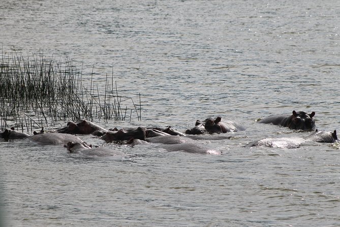 7-Day Murchison Falls, Chimps & Gorilla Trekking - Included Amenities