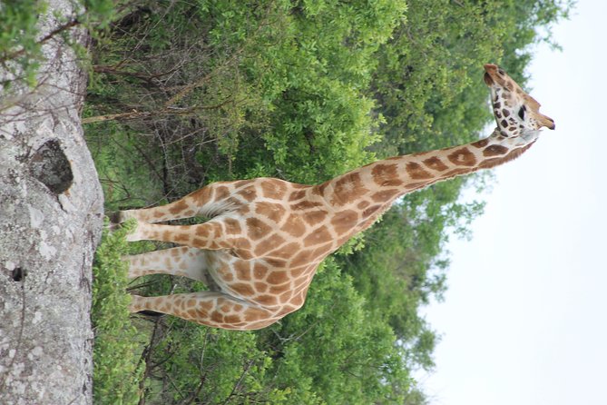 7-Day Murchison Falls, Chimps & Gorilla Trekking - Meeting and Pickup Details