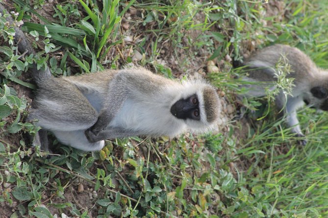7-Day Murchison Falls, Chimps & Gorilla Trekking - Rhino Tracking in Zziwa