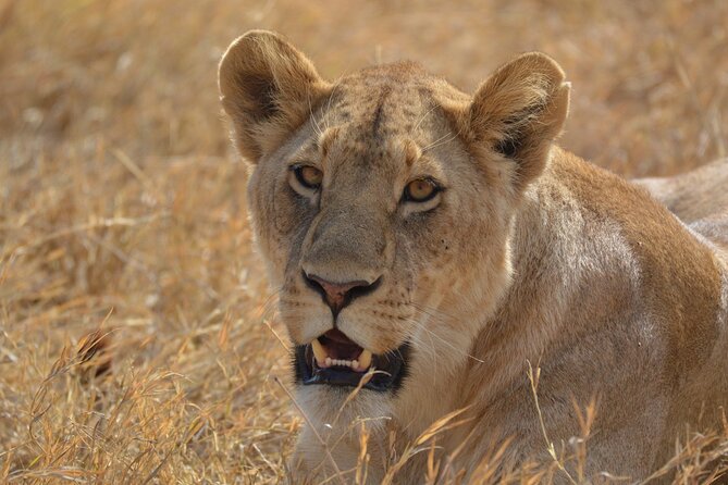 7-Day North Tanzania Classic Safari - Pickup and Transportation