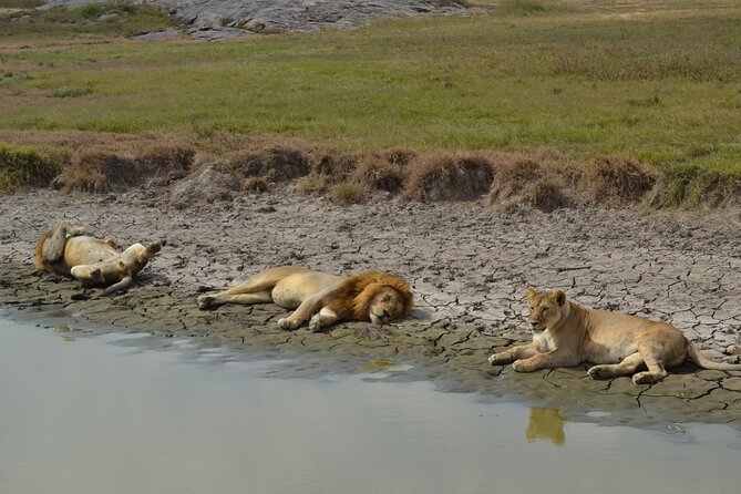7-Day North Tanzania Classic Safari - Highlights of the Itinerary