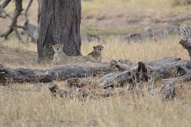 7-Day North Tanzania Classic Safari - Recap