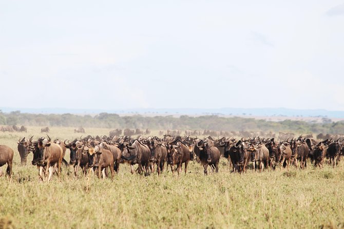 7-Day Premium Luxury Tanzania Safari All-Inclusive - Experience Tarangire National Park