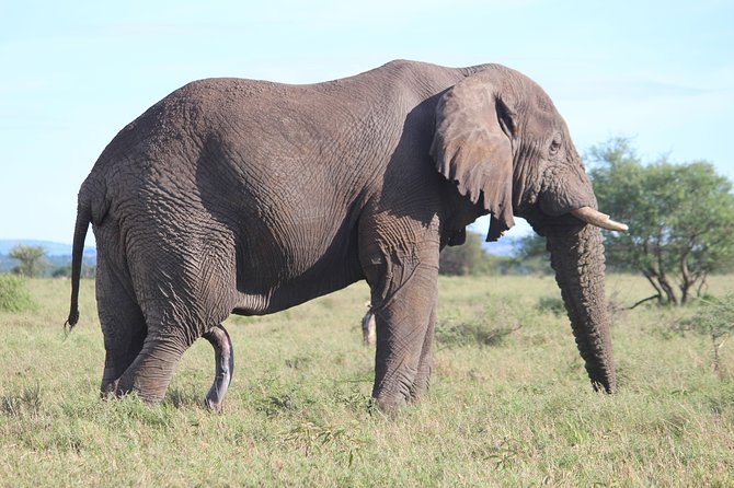 7-Day Premium Luxury Tanzania Safari All-Inclusive - Booking and Cancellation Policy