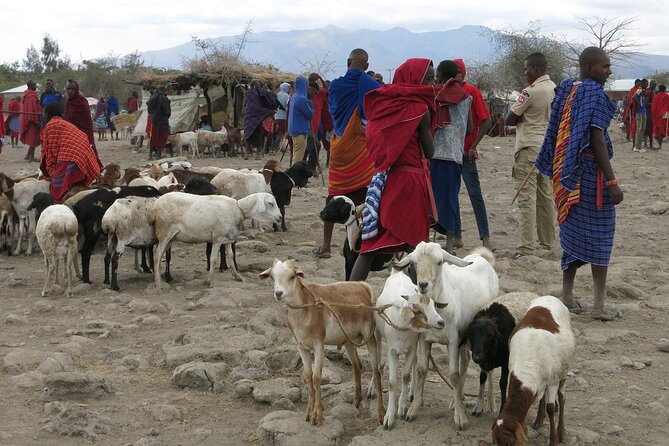 7-Day Private Classic Game Drive Safari Central Northern Circuit - Booking and Cancellation