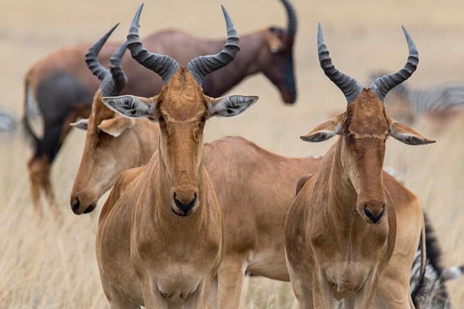 7-Day Private Midrange Tour in Arusha With Airport Pickup - Logistics