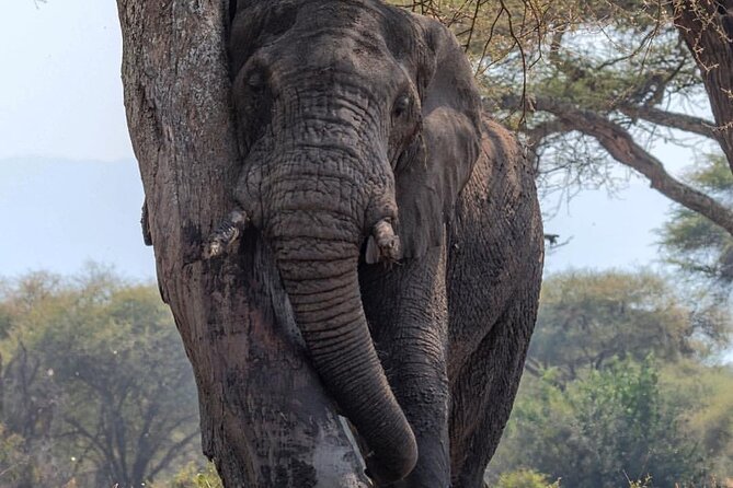 7-Day Private Midrange Tour in Arusha With Airport Pickup - National Park Visits