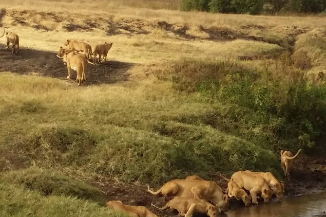 7-Day Private Safari to Amboseli National Park and Masai Mara - Key Points