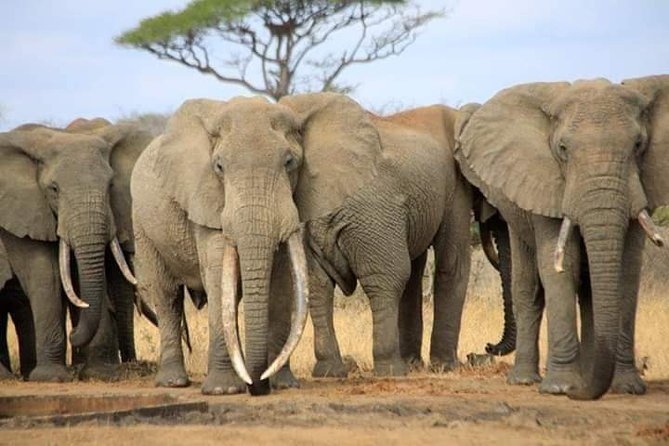 7-Day Private Safari to Amboseli National Park and Masai Mara - Pickup and Accessibility