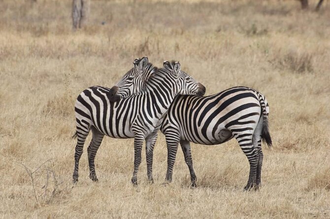 7-Day Private Safari to Amboseli National Park and Masai Mara - Booking Information