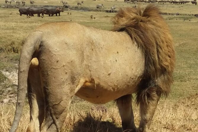 7-Day Private Safari to Amboseli National Park and Masai Mara - Pricing