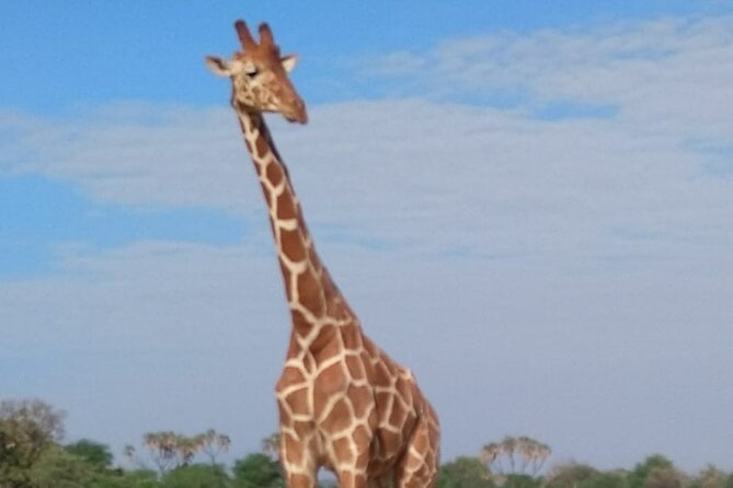 7-Day Private Safari to Amboseli National Park and Masai Mara - Safari Destinations